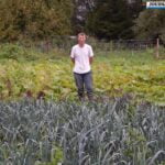 pamut champions league futbol fanartikel futbol amante regalo regular 5 ball 2020 1